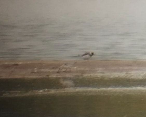 piaskowiec  - Krzysztof Nowak