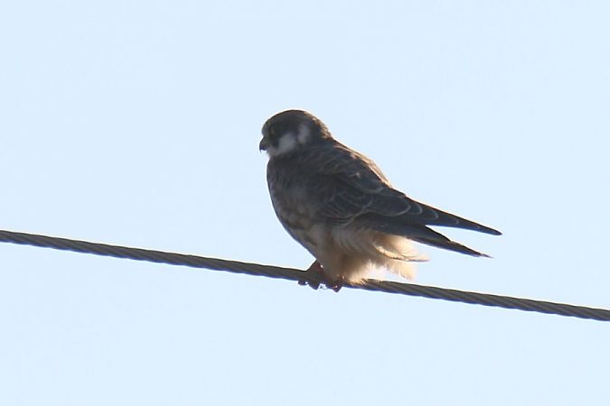 Red-footed Falcon  - Mariusz Zub