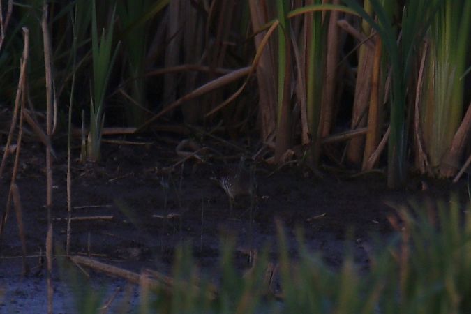 Tüpfelsumpfhuhn  - Mariusz Zub