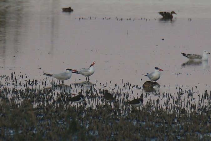 rybitwa wielkodzioba  - Mariusz Zub