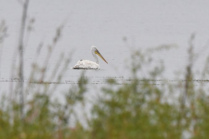 Dalmatian Pelican  - Kamil Kozłowski