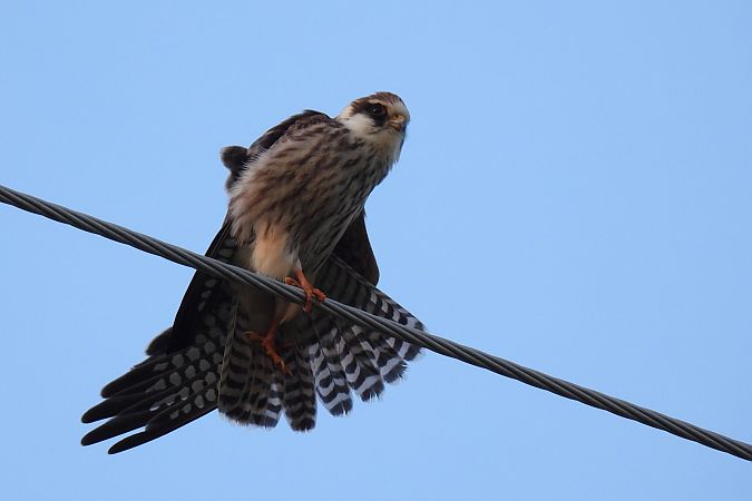 Red-footed Falcon  - Beata Prusak