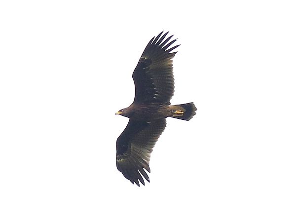 Greater Spotted Eagle  - Marcin Dec