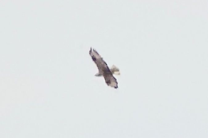 Long-legged Buzzard  - Marcin Dec