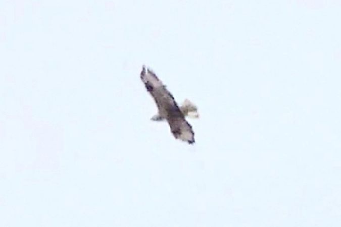 Adlerbussard  - Marcin Dec