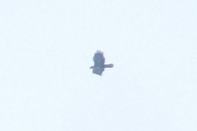 Aigle royal  - Marcin Dec