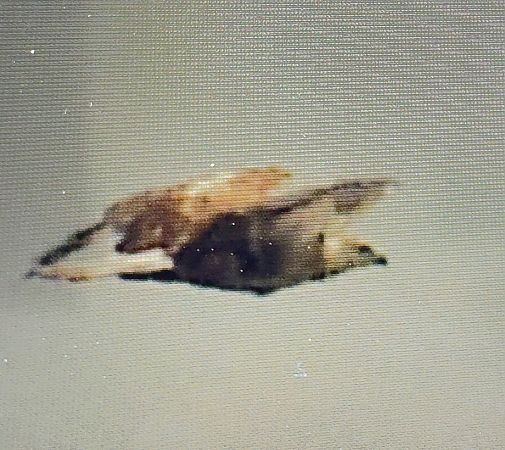 Adlerbussard  - Adam Szczepańczyk