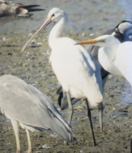 Eurasian Spoonbill  - Adam Szczepańczyk