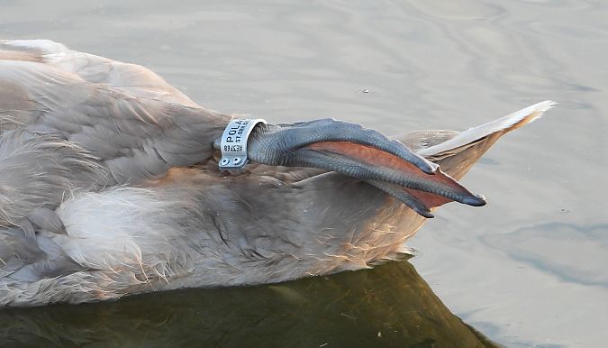 łabędź niemy 