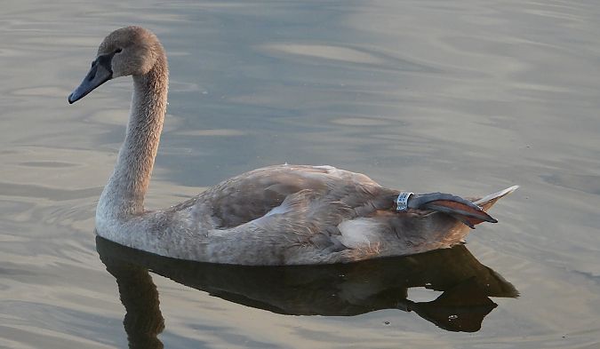 łabędź niemy 