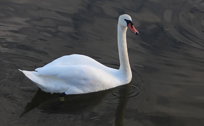 łabędź niemy 