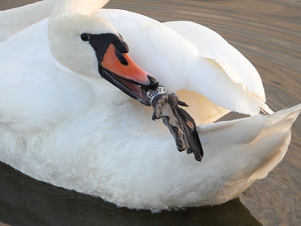 Höckerschwan 