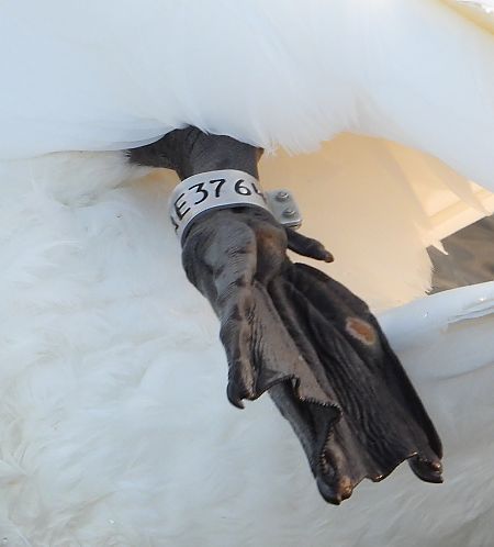 Cygne tuberculé 