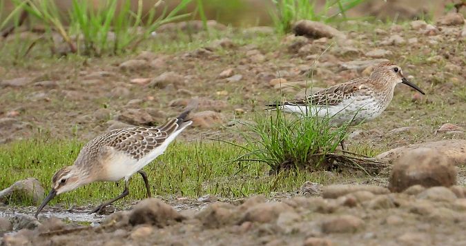 Dunlin 