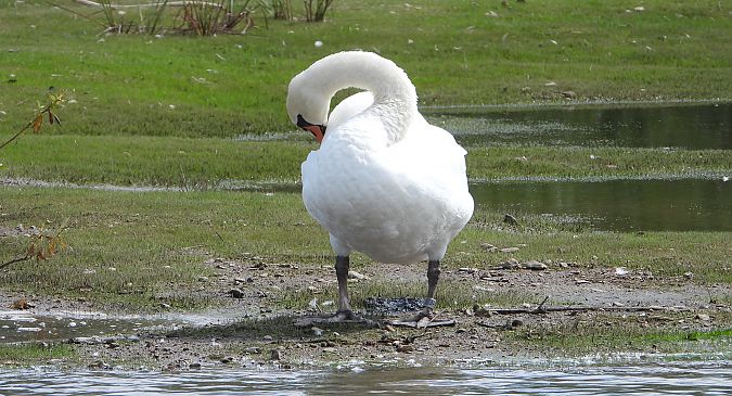 Mute Swan 