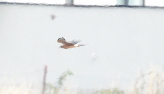 Montagu's Harrier 