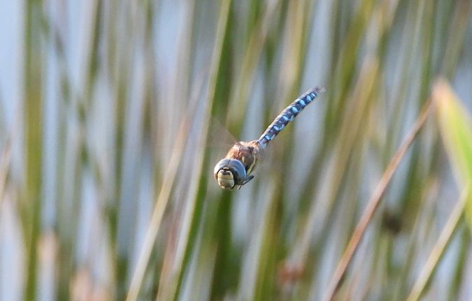 żagnica jesienna  - Jarosław Słowikowski