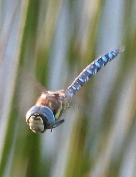 Herbst-Mosaikjungfer 