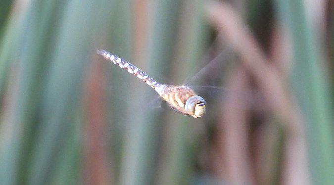 Herbst-Mosaikjungfer 