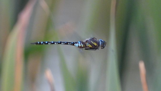 Herbst-Mosaikjungfer 