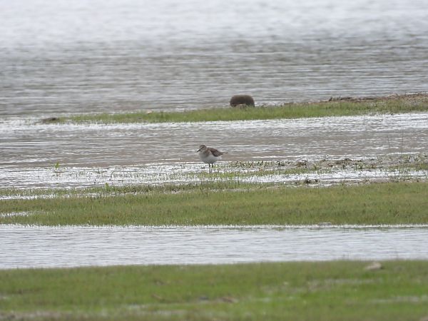Bécasseau de Temminck 