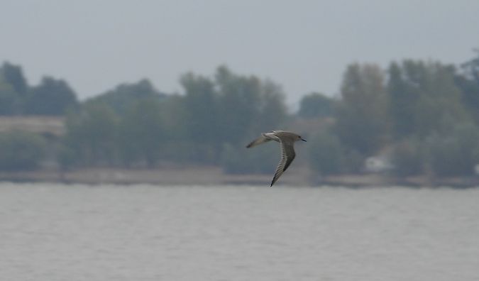 Bécasseau maubèche 