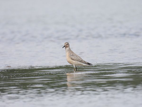 Bécasseau maubèche 
