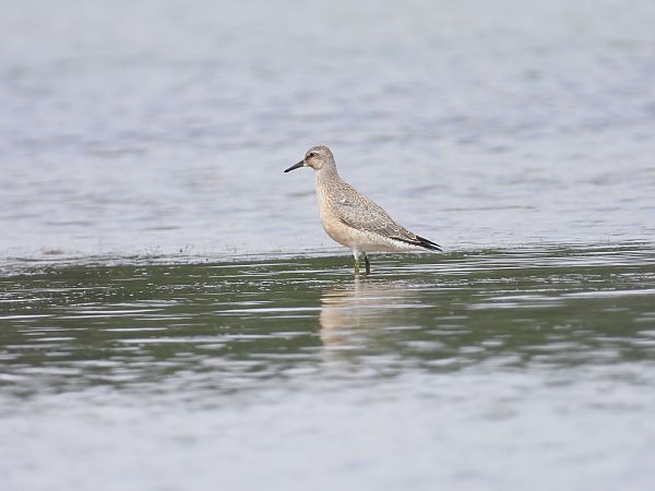 Bécasseau maubèche 