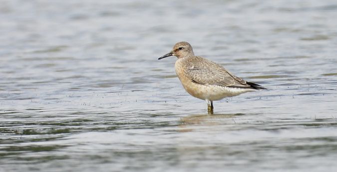 Bécasseau maubèche 