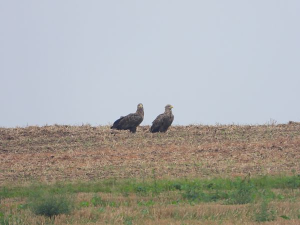 White-tailed Eagle 