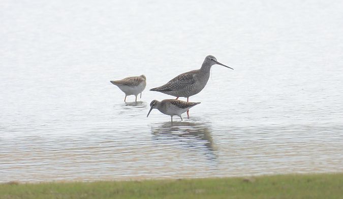 Dunkler Wasserläufer 