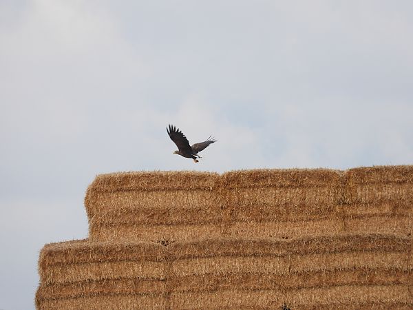 Pygargue à queue blanche 