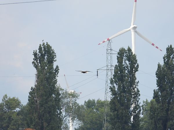 Pygargue à queue blanche 