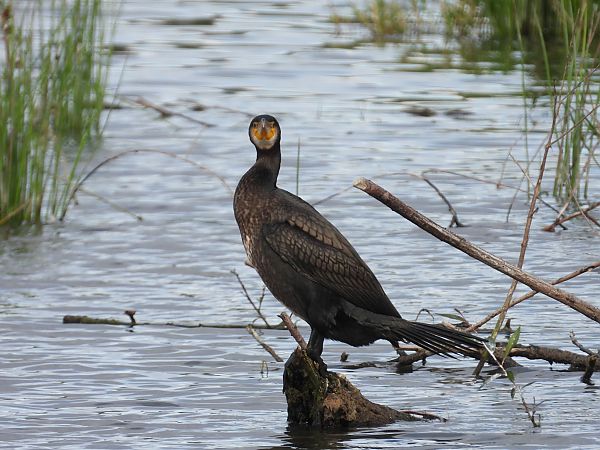 Grand Cormoran 