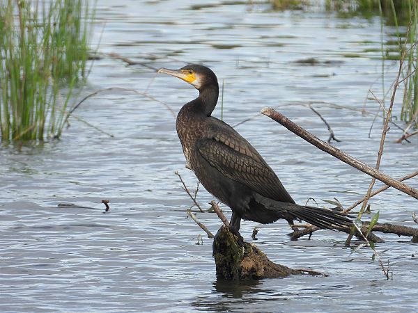 Grand Cormoran 