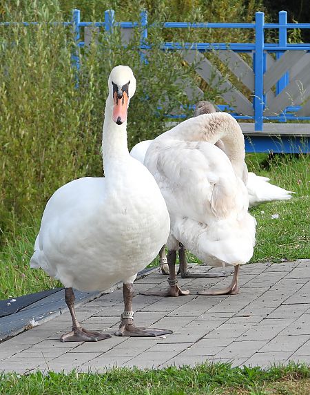 Mute Swan 