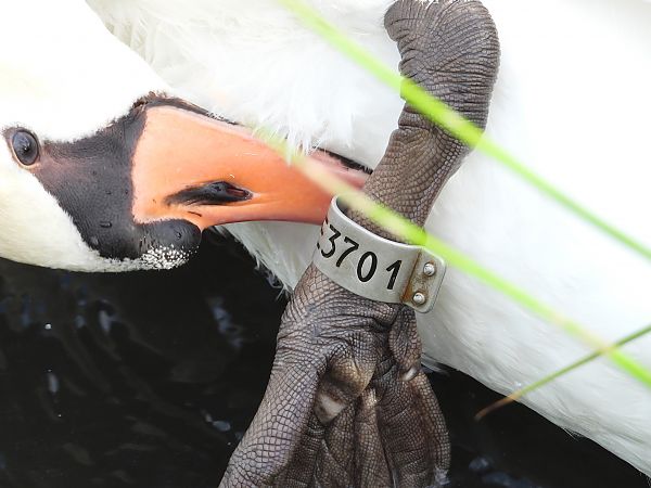 Cygne tuberculé 