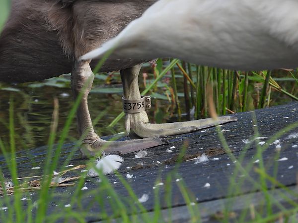 Cygne tuberculé 