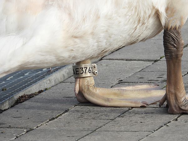 łabędź niemy 