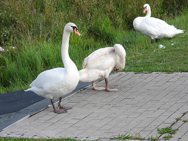 Cygne tuberculé 