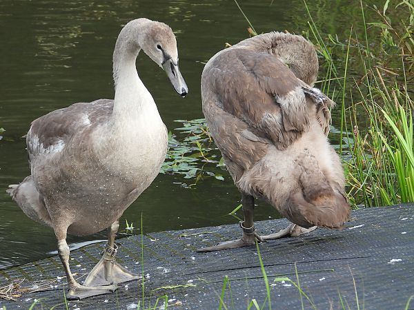 Cygne tuberculé 