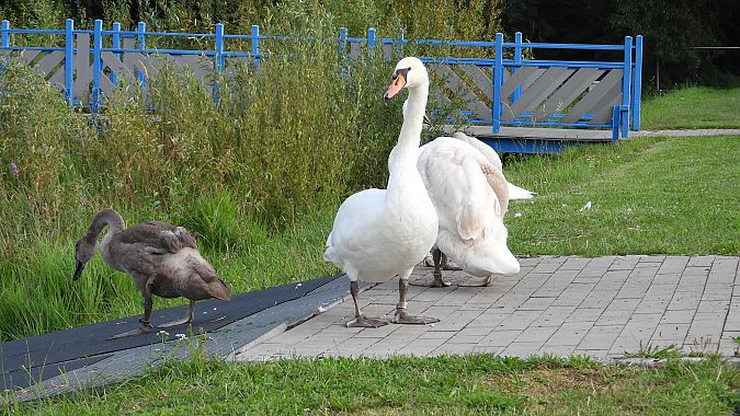 Cygne tuberculé 