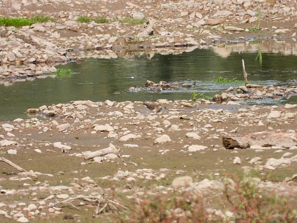 Temminckstrandläufer 