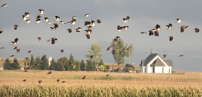 Northern Lapwing 