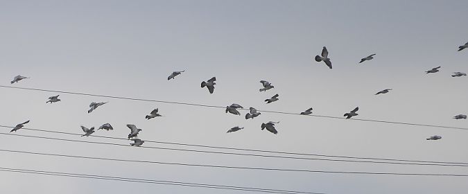 Stock Dove 