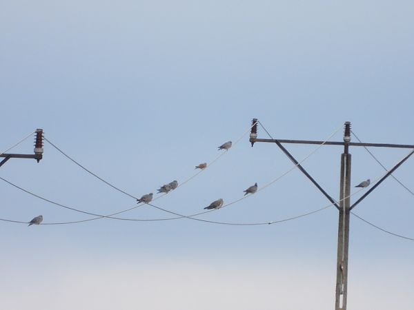 European Turtle Dove 