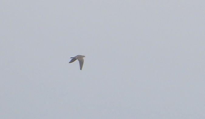 Tourterelle des bois 