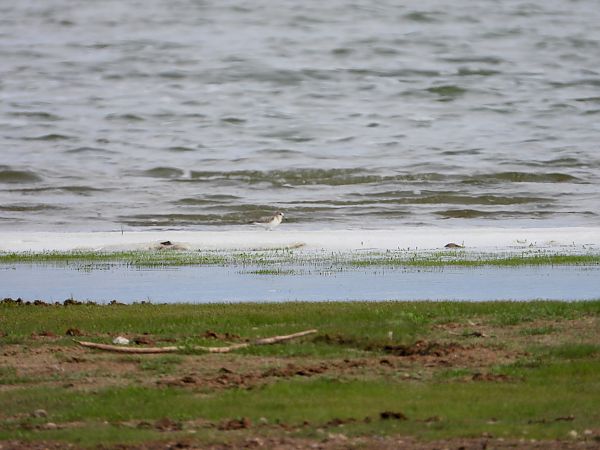 Sanderling 