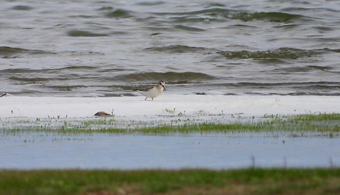 Bécasseau sanderling 