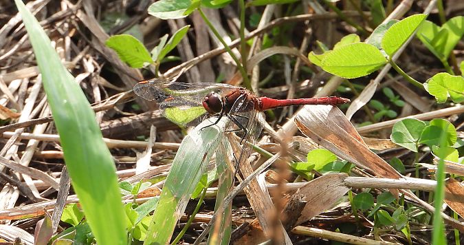 szablak krwisty  - Jarosław Słowikowski